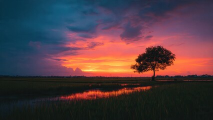 Obraz premium Sunset over rice field with lone tree