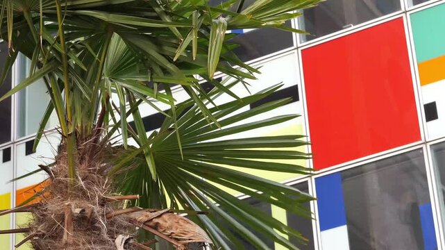 Close-up of a green palm tree in front of a colorful, modern building facade. Vivid red, blue, and white geometric patterns on the wall. Tropical plant leaves swaying slightly. 