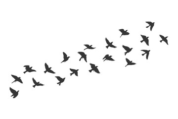Flock of Silhouettes of Birds Flying in Formation Against a White Background migration