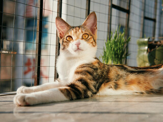 Calico cat lying on floor near window © Nori