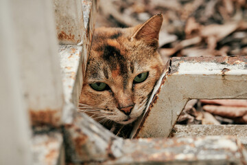 Cat Peeking Through Rusty Metal Fence © Nori
