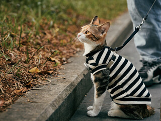 Cat in striped sweater on leash outdoors © Nori