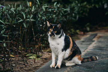 Calico cat sitting on brick path in garden © Nori
