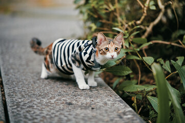 Cat wearing striped sweater walking on stone path © Nori