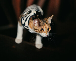 Cat in Zebra Print Shirt Looking Up © Nori