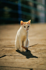 White and Orange Cat Sitting on Pavement © Nori