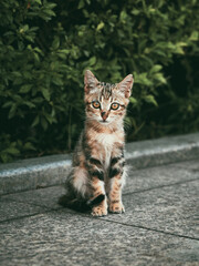 Obraz premium Tabby kitten sitting on pavement
