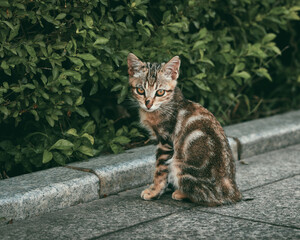 Cute Tabby Kitten Sitting on Stone Steps © Nori