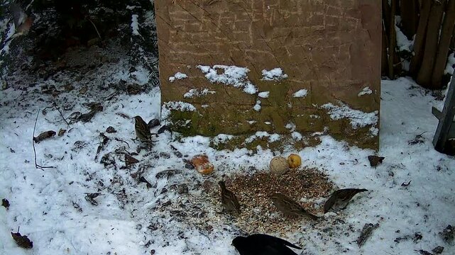 Haussperling (Passer domesticus) - an einer Winter-Futterstelle, Weilerswist, Nordrhein- Westfalen, Deutschland