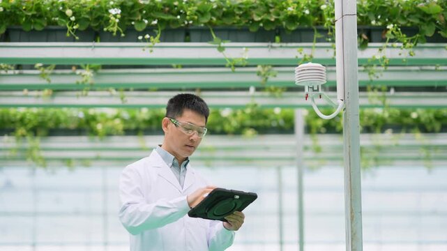 Scientist in a greenhouse using a tablet to monitor plant growth and data