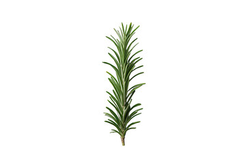 Fototapeta premium Fresh rosemary sprig with green aromatic leaves for culinary seasoning and organic cooking ingredient