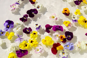 Naklejka premium Colorful pansy flowers floating on clear rippling water