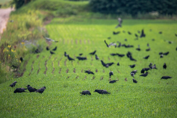 A flock of crows collects planted seeds in a cornfield