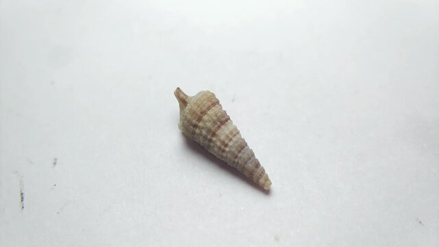 Macro video of seashell rotating on a clean white background. Captured in soft lighting with smooth motion, highlighting natural texture, shape, and details of marine shell. Ideal for marine life conc