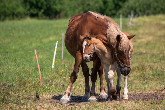 Feelings of a mare and a foal