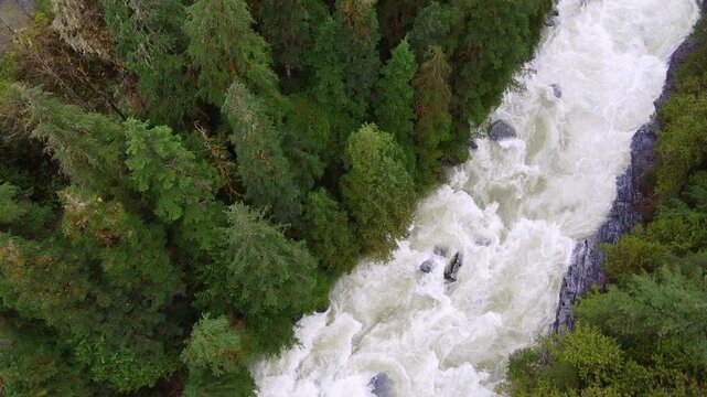 Whitewater River Rushing Through Dense Pacific Northwest Forest Slow Motion