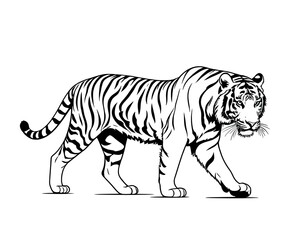 Obraz premium A tiger walks across a white background