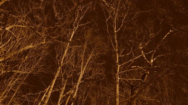 Looking up into a group of leafless large trees that are moving in the wind a forest scene in a monochromatic red filter