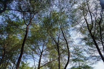 Fototapeta premium Sunlit pine trees form a delicate green canopy overhead, with slender trunks and branches framing patches of blue sky.