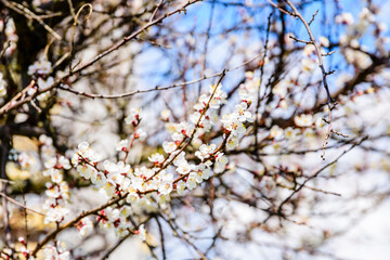 Obraz premium Branches of the blossoming apricot tree on spring