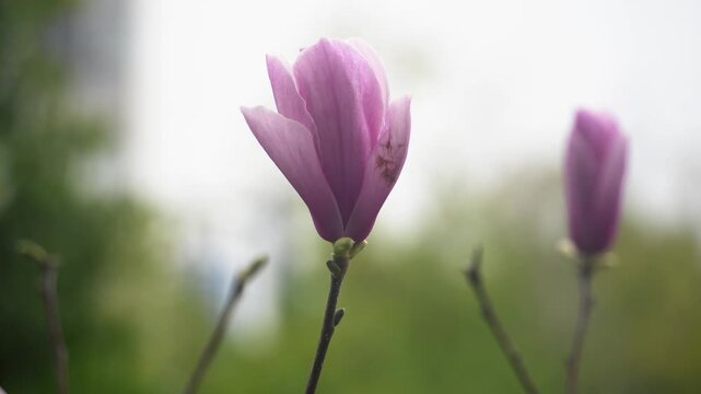 Purple magnolia petals gently opening in springtime close-up photography