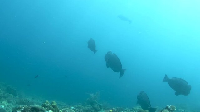 Raja Ampat, Indonesia &ndash; Bumphead Parrotfish Swimming Over Coral Reef in Strong Ocean Current