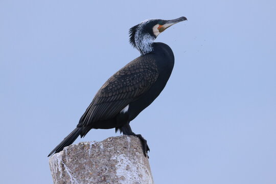 Great cormorant showing off reproductive plumage