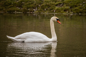 Fototapeta premium Mute swan floating in the water
