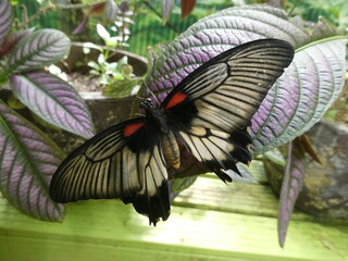 Close up of a butterfly © ApexPhotography