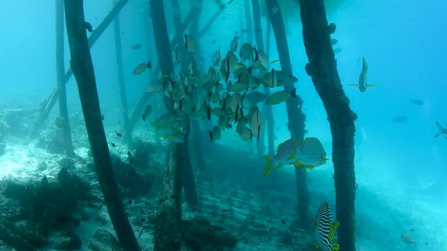 Raja Ampat, Indonesia &ndash; School of Yellowmargin Snapper Under Jetty Over Coral Reef