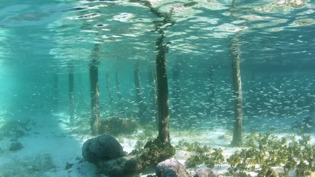 Raja Ampat, Indonesia &ndash; Schooling Small Fish Under Jetty Underwater Scene