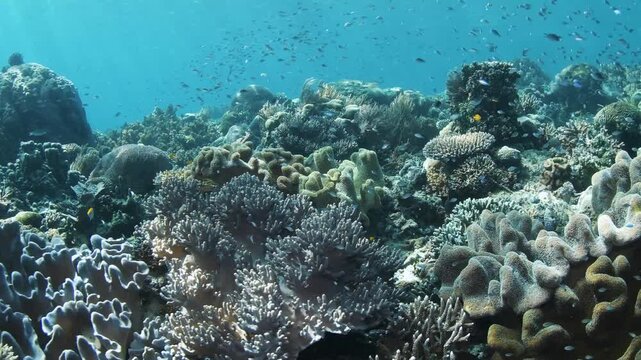 Underwater Swim Over Coral Reef with Giant Trevally Hunting Reef Fish, Raja Ampat Indonesia