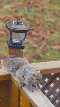 Close-up footage of squirrels during their spring molting season.
