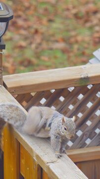 Close-up footage of squirrels during their spring molting season.