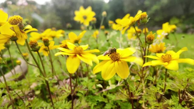 Close-up view of a bee collecting pollen from a vibrant yellow flower in a sunlit garden. The insect moves across the bloom's center
