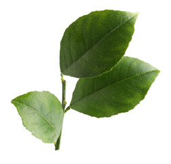 Fototapeta premium Fresh green leaves of citrus plant isolated on white