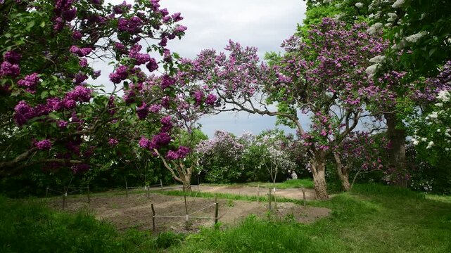 Lilac garden trees under the rain nature spring time botany 4k video