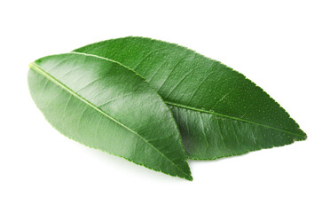 Fresh green leaves of citrus plant isolated on white