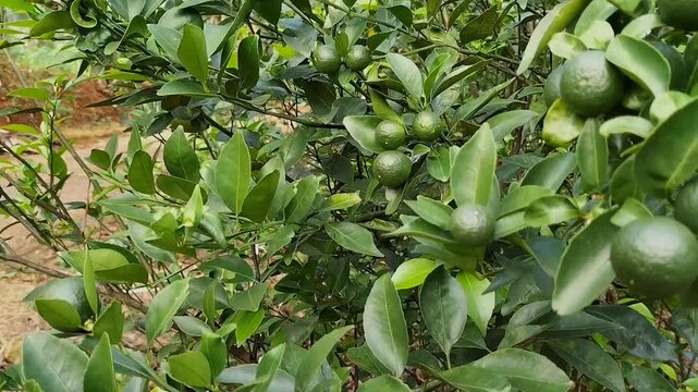 Selective focus. Harvesting lime of lime tree in organic farm. Key lime. Acid lime. Key lime plant. Footage.
