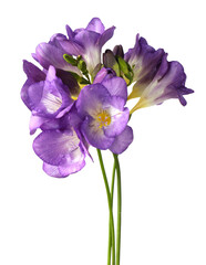 Naklejka premium Beautiful purple freesia flowers isolated on white