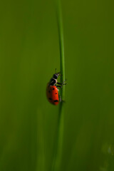 Obraz premium Ladybug in Grasses