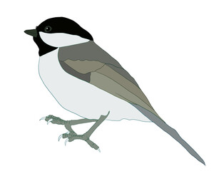 chickadee illustration on transparent background © Michael