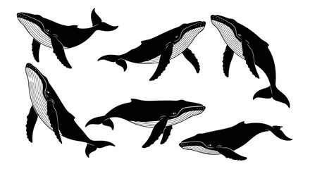 Obraz premium Set of Black and White Whale Illustrations, Marine Life Collection