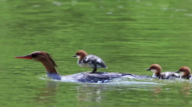Female Common Merganser Carrying Ducklings on Back While Swimming