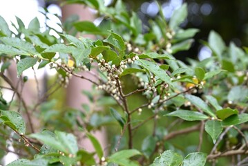 Eurya japonica (Japanese name Hisakaki) flowers. Pentaphylacaceae evergreen dioecious shrub. Numerous bell-shaped, fragrant white flowers bloom downward in spring.