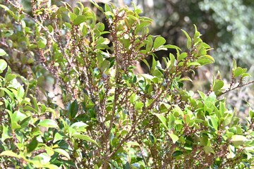 Obraz premium Eurya japonica (Japanese name Hisakaki) flowers. Pentaphylacaceae evergreen dioecious shrub. Numerous bell-shaped, fragrant white flowers bloom downward in spring.