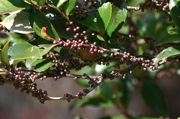Eurya japonica (Japanese name Hisakaki) flowers. Pentaphylacaceae evergreen dioecious shrub. Numerous bell-shaped, fragrant white flowers bloom downward in spring.