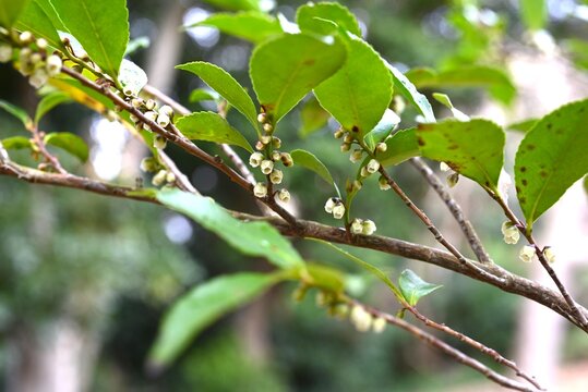 Eurya japonica (Japanese name Hisakaki) flowers. Pentaphylacaceae evergreen dioecious shrub. Numerous bell-shaped, fragrant white flowers bloom downward in spring.