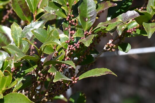 Eurya japonica (Japanese name Hisakaki) flowers. Pentaphylacaceae evergreen dioecious shrub. Numerous bell-shaped, fragrant white flowers bloom downward in spring.