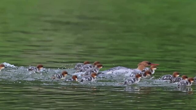 Mother Merganser Leading Large Brood of Chicks Swimming Fast on Lake